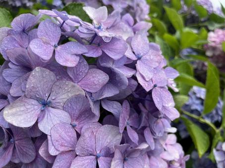 紫の紫陽花の花のアップ 紫の紫陽花の花のアップの写真