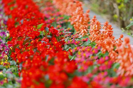 花壇 花壇の写真