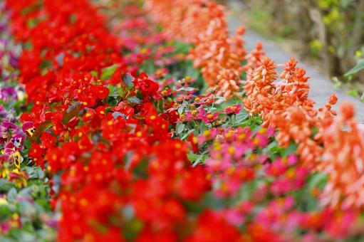 Photo, flower bed, flower, red, 