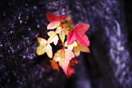 カラフルな小さな秋の紅葉 カラフルな小さな秋の紅葉 秋,紅葉,葉の写真素材