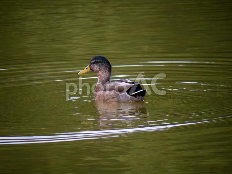 池を泳ぐマガモ マガモ,カモ,野鳥の写真素材