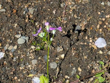 地面に咲く紫の花 地面に咲く紫の花の写真