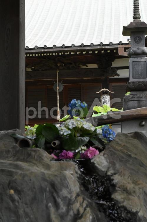 芒種過ぎの川崎市多摩区長尾のアジサイ寺 長尾山妙楽寺,天台宗,アジサイ寺の写真素材