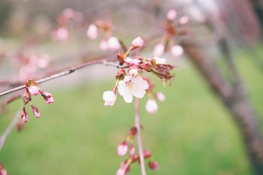 桜の花 桜の花の写真