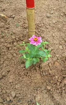 花 花の写真