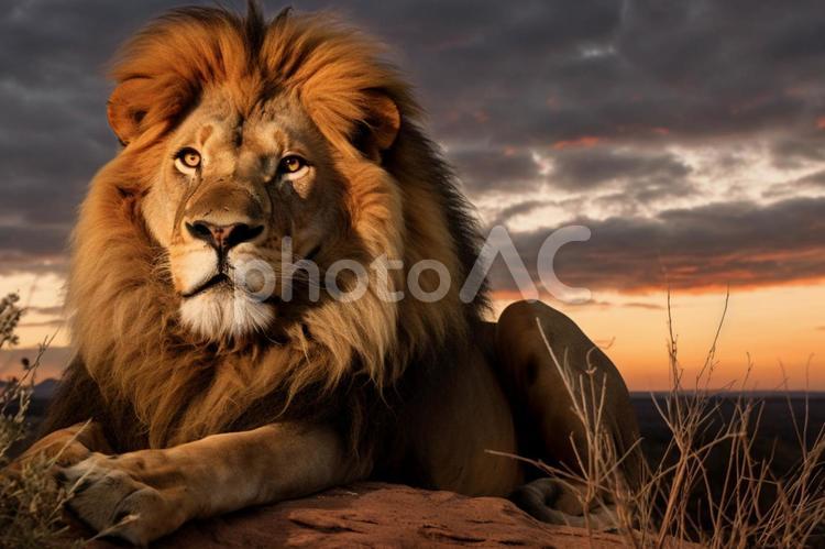 百獣の王ライオン 03 ライオン,獅子,動物の写真素材