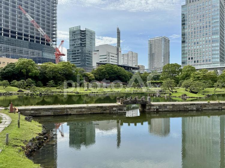 6月　旧芝離宮恩賜庭園 癒し,アジサイ,紫陽花の写真素材