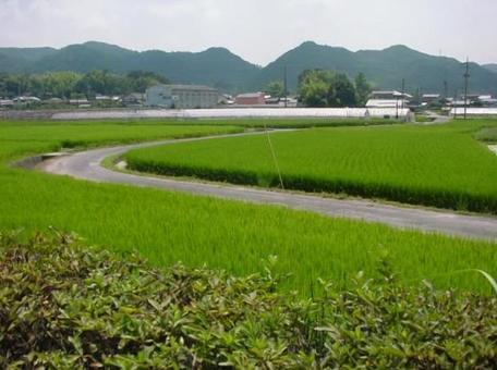 Photo, okayama, kibi, paddy field, 