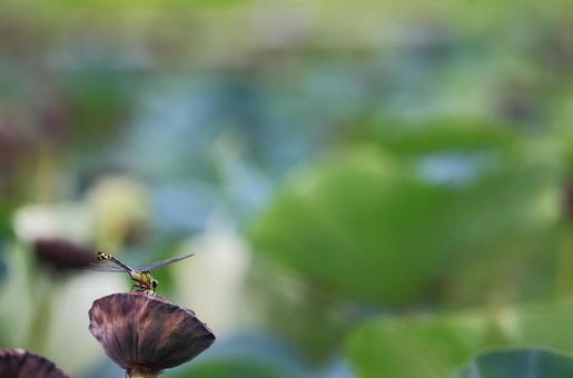 夏の終わり~枯れた蓮とウチワヤンマ 夏の終わり~枯れた蓮とウチワヤンマ ウチワヤンマ,蓮の実,夏の終わりの写真素材