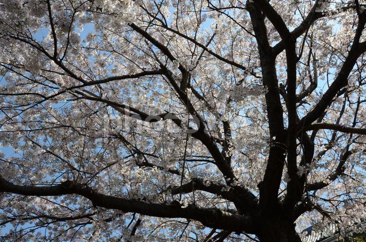 桜　花びら　花見　春　新生活　素材　背景 桜,花びら,花見の写真素材