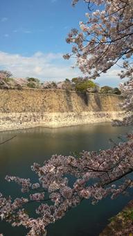 桜 桜の写真