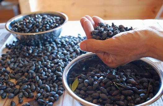 収穫された沢山のマートルの実と掬う手元 ハーブ,実,秋の写真素材