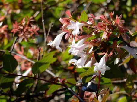 【風景写真】晩秋の風景 紅葉,葉っぱ,晩秋の写真素材