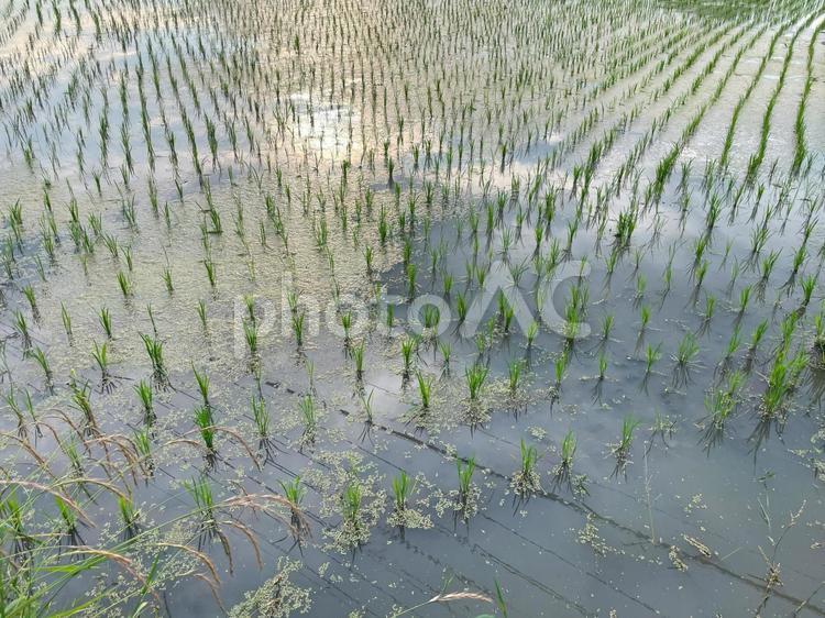 水草が浮かぶ水田に整然と並ぶ若い稲 水田,稲,苗の写真素材