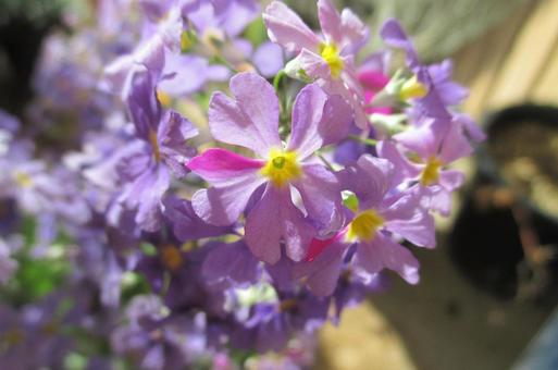 primrose, JPG primrose, JPG