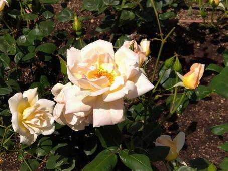 花・マダム メラニー スペール 花・マダム メラニー スペールの写真