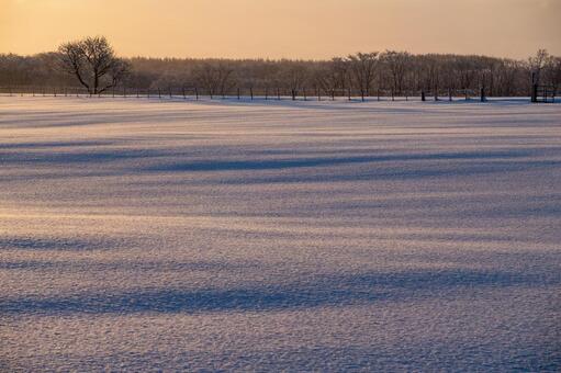 朝陽と影が描く雪原の波紋と氷点下の静寂 雪原,雪,樹木の写真素材