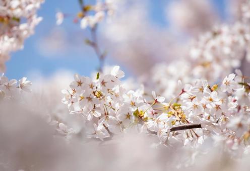 可憐な花、桜のアップ 可憐な花、桜のアップ 桜,アップ,クローズアップの写真素材
