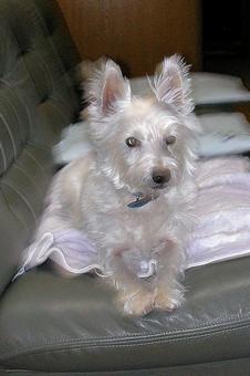 ホワイトテリア チビタ415 凝視 ホワイトテリア チビタ415 凝視の写真