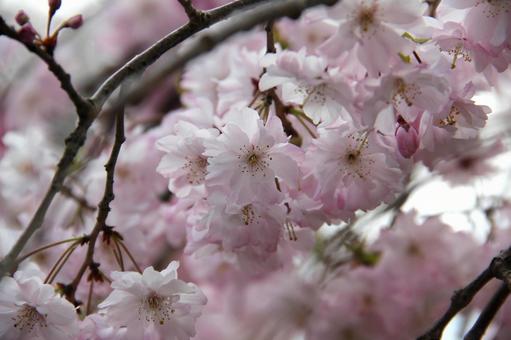 桜の写真