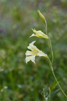原種のグラジオラスの写真