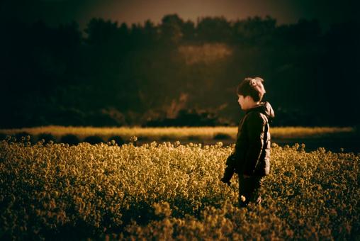 <Material> A boy photographing rape blossoms at dawn, JPG <Material> A boy photographing rape blossoms at dawn, JPG
