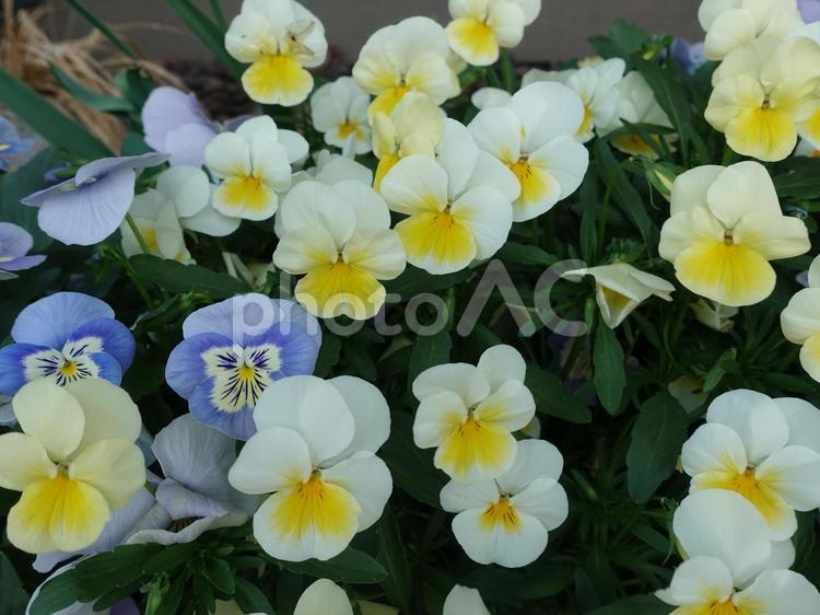 可愛い小さい黄色と紫の花 花,黄色,パープルの写真素材