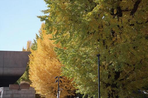 緑の葉と黄色く色づく銀杏の木と建物と空 緑,葉,黄色くの写真素材