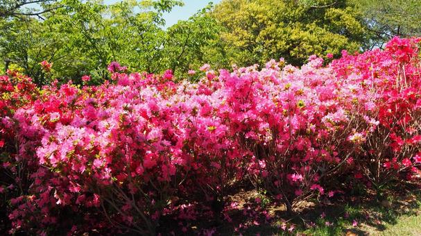 Nagisa Park in Spring: Azaleas and Fresh Greenery (Edogawa Ward), JPG