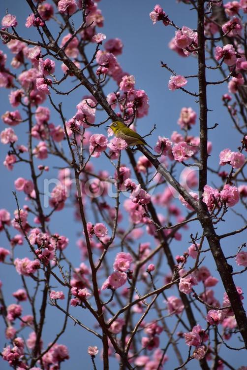 梅とメジロ　日本の春　早春 梅,メジロ,春の写真素材