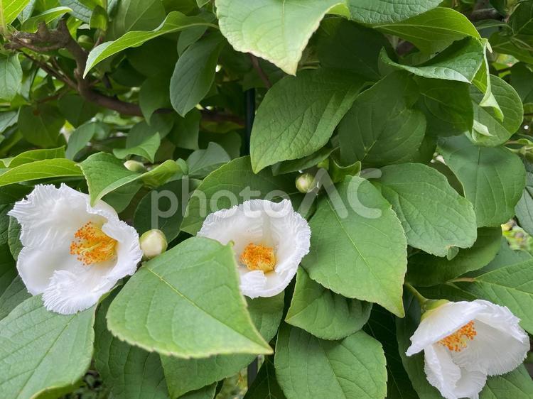 緑の葉に咲く沙羅双樹（ナツツバキ）の花 沙羅双樹,ナツツバキ,白の写真素材