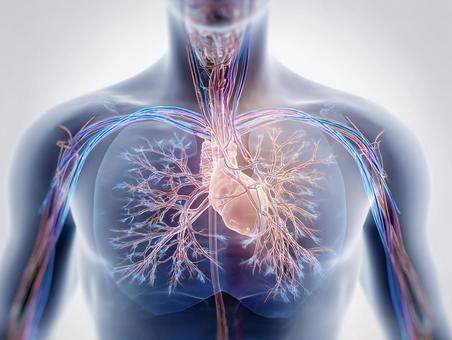 科学と医療:人体の複雑な構造 科学と医療:人体の複雑な構造の写真