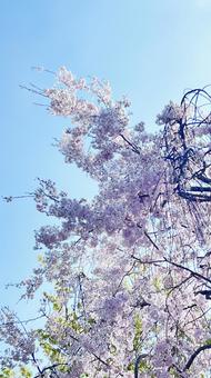 桜の写真