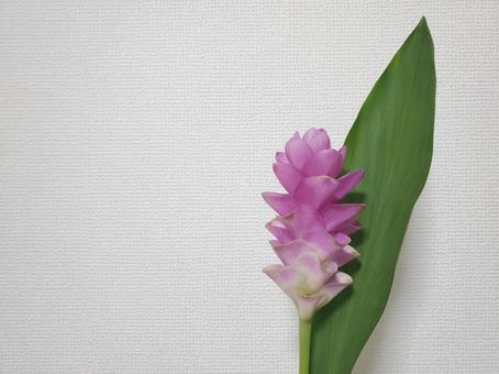 クルクマ クルクマ ピンク,切り花,flowerの写真素材