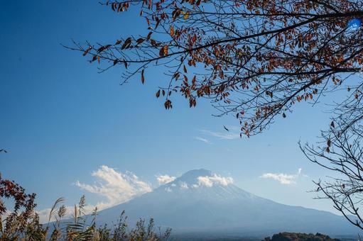 秋のススキと枯れ木越しの富士山 秋のススキと枯れ木越しの富士山 富士山,河口湖,ススキの写真素材