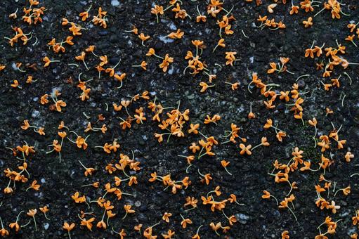 キンモクセイ キンモクセイ キンモクセイ,金木犀,花の写真素材