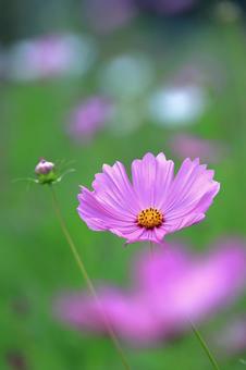 可愛く咲くコスモス-3 可愛く咲くコスモス-3 コスモス,花,秋の写真素材