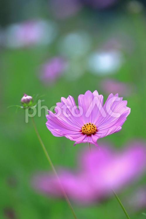 可愛く咲くコスモス-3 コスモス,花,秋の写真素材