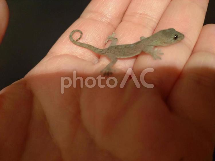 手のひらサイズのペット 手のひら,サイズ,ペットの写真素材