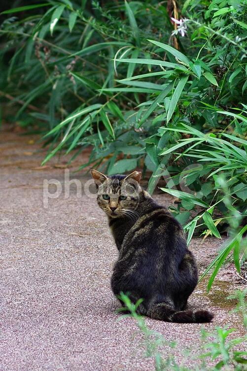 振り返る猫 猫,自然,動物の写真素材