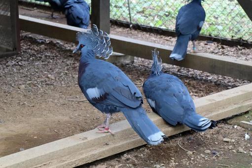 オウギバト オウギバトの写真