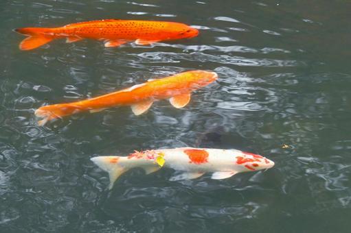 堀の池を泳ぐ綺麗なニシキゴイ 堀の池を泳ぐ綺麗なニシキゴイの写真