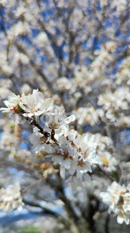 霞間ヶ渓の自然は、あなたの心を包み込む 霞間ヶ渓,かまがたに,岐阜県の写真素材