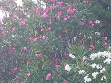 白とピンクの夾竹桃の写真