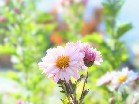 デイジーの写真