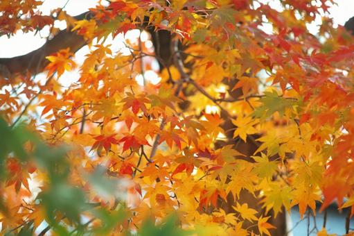 Photo, jesienne liście, momiji, drzewo ogrodowe, 