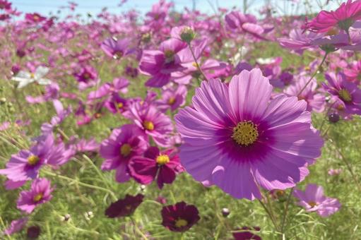 コスモス畑⑤ コスモス畑⑤ コスモス畑,秋桜,ピンクの写真素材