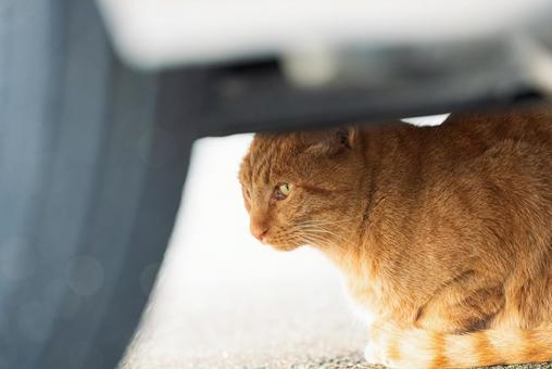 車の下でこちらをチラ見する茶トラ 車の下でこちらをチラ見する茶トラ 茶トラ,地域猫,サクラネコの写真素材