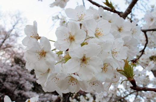 桜 桜の写真