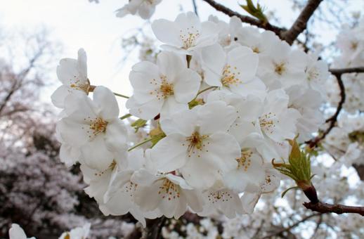 照片, 樱花, 3月, ４月, 